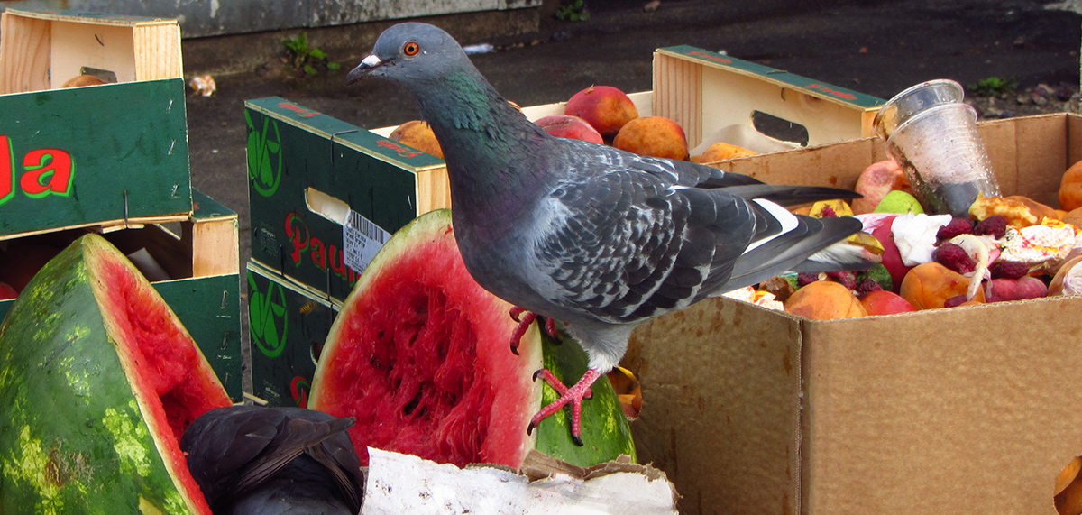 Pigeon on a box of food subscribe to PPC magazine